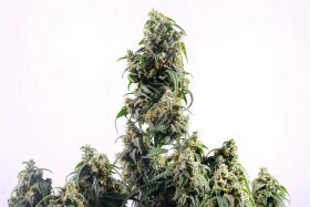Kannabia Seed Company CBDV Auto - 3 autoflowing seeds