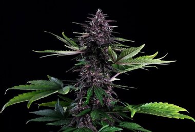 Kannabia Seed Company Swiss Dream Rosé Auto Cbd - 3 autoflowing seeds