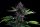 Kannabia Seed Company Swiss Dream Rosé Auto Cbd - 3 autoflowing seeds