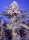 Sweet Seeds Pineapple Slush XL AUTO - 3 autoflowering seeds