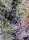 Sweet Seeds Pineapple Slush XL AUTO - 3 autoflowering seeds