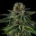 Compound Genetics Mr Jones (Eye Candy 2) - 7 feminized seeds