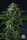 Compound Genetics Philbo Baggins (Eye Candy 2) - 7  feminisierte Samen