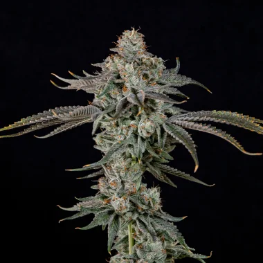 Wizard Trees Genetics Gas Gimlet - 3 feminized seeds
