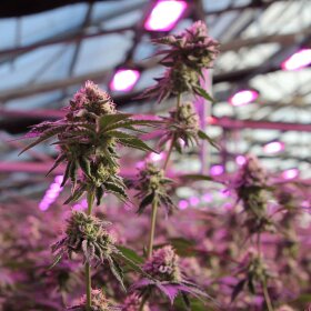 Barneys Farm x Doja RS11 x Banana OG - 3 feminisierte Samen