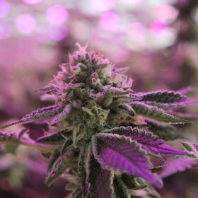 Barneys Farm x Doja RS11 x Banana OG - 3 feminisierte Samen