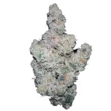 Growers Choice Superboof - 3+1 feminisierte Samen