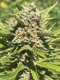 Humboldt Seed Company Banana Melt - 5 feminisierte Samen