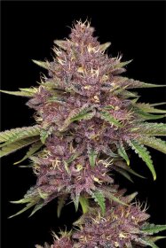 Humboldt Seed Company Purpz - 5 feminisierte Samen