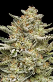 Humboldt Seed Company OG TRIPLOID AUTO - 3 autoflowering seeds