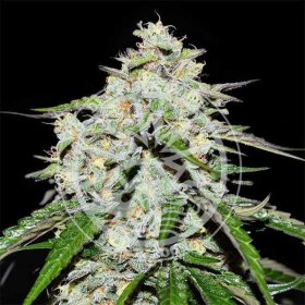 Delicious Seeds Space Cookies AUTO - 3 autoflowering seeds