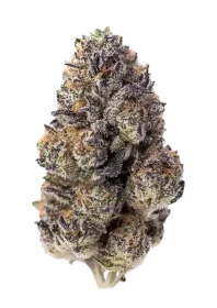 Fast Buds Papaya Sherbet - 3 feminized seeds