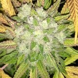 Jinxproof Genetics Hell on Wheels REGULAR - 6 reguläre Samen