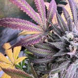 Jinxproof Genetics Hella Lit REGULAR - 6 reguläre Samen