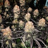 Jinxproof Genetics Main Squeeze REGULAR - 6 reguläre Samen