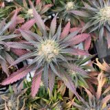 Jinxproof Genetics Main Event REGULAR - 6 reguläre Samen