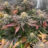 Jinxproof Genetics Main Event REGULAR - 6 reguläre Samen