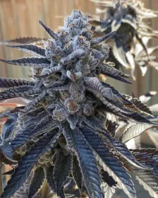 Solfire Gardens Bahama Berry - 3 feminisierte Samen