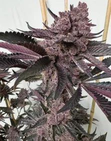 Solfire Gardens Strawmata- 3 feminisierte Samen