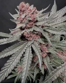 Solfire Gardens Terpgasm - 3 feminisierte Samen