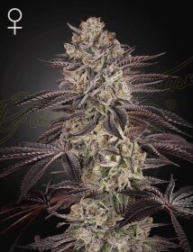 Green House Seed Co Biscotti AUTO - 3 autoflowering seeds
