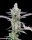 Cookies Seed Bank Dirty Money - 3 feminized seeds