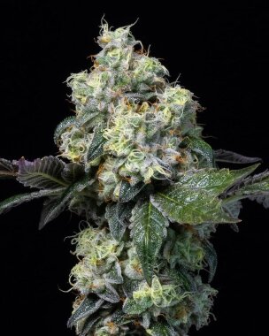 Cookies Seed Bank Elephant Trunk - 3 feminisierte Samen