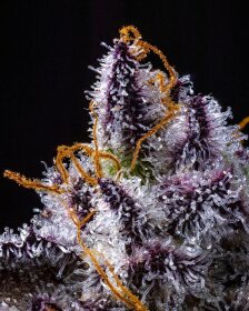 Cookies Seed Bank Hollywood - 3 feminisierte Samen