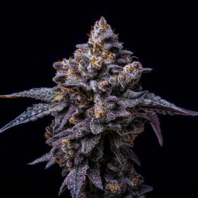 Cookies Seed Bank Hollywood - 3 feminisierte Samen