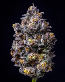 Cookies Seed Bank Lemon Cherry Pop - 3 feminisierte Samen
