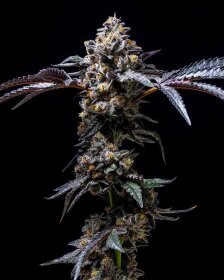Cookies Seed Bank Lemon Cherry Pop - 3 feminisierte Samen