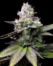 Cookies Seed Bank Melted Scoopz - 3 feminisierte Samen