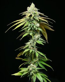 Cookies Seed Bank Motor City - 3 feminisierte Samen