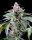Cookies Seed Bank Sunsetz - 3 feminisierte Samen