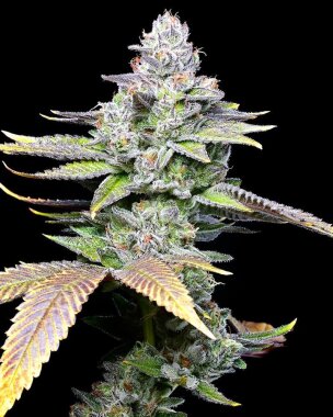 Cookies Seed Bank White Sherb - 3 feminisierte Samen