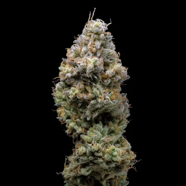 Cookies Seed Bank Miklo - 3 feminisierte Samen