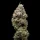 Cookies Seed Bank Miklo - 3 feminisierte Samen