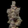 Cookies Seed Bank Peach Tea - 3 feminized seeds