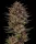 Barneys Farm Frosted Zinn x Cookie Dog AUTO - 3 autoflowering seeds