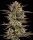 Barneys Farm Frosted Zinn X 3 Bears OG AUTO - 3 autoflowering Samen