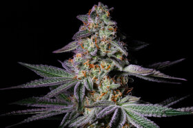 Pure Glitter Pure Instinto cannabis seeds