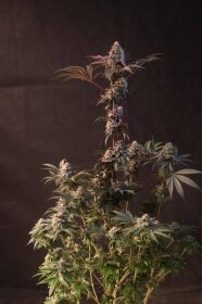 Fast Buds Lemon Cherry Runtz - 3 feminisierte Samen