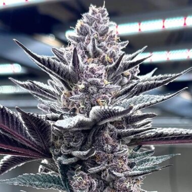 Pink Milk Solfire Gardens seeds