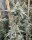 Sundae Supper Solfire Gardens cannabis seeds