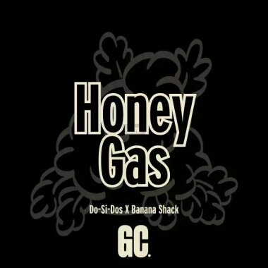 Grand CRU Honey gas - 12 feminisierte Samen