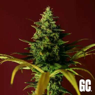 Grand CRU Cindy Rose - 3 feminisierte Samen