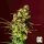 Grand CRU Berry Bliss - 3 feminisierte Samen