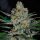 World of Seeds Afghan Kush Early Version - 3 feminisierte Samen