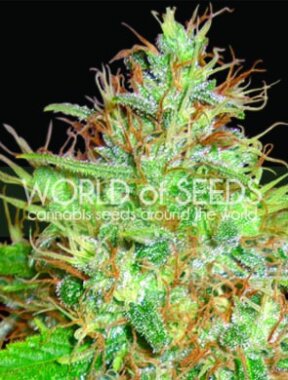 World of Seeds Afghan Kush x Skunk - 3 feminisierte Samen