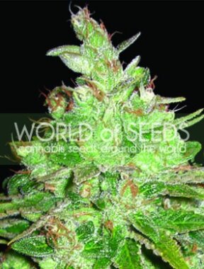 World of Seeds Afghan Kush x Black Domina - 3...